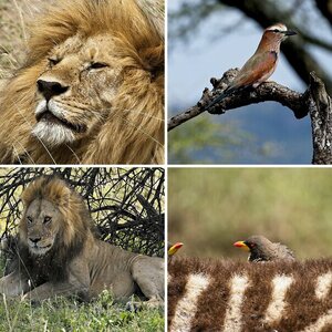 2017 - Wildlife