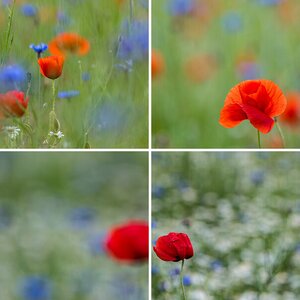 rot-weiß-blau