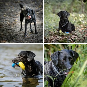Hunde