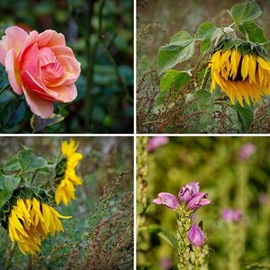 Blumen 2018