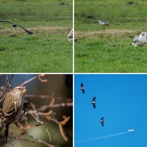 Vogelalbum XI