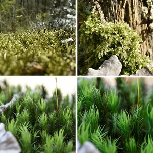 Wald