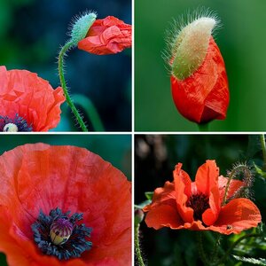 Mohn