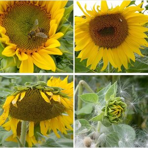 Der Garten