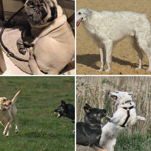 Hunde 02