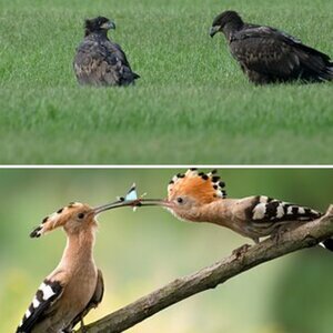 Wildlife