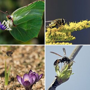 Insekten