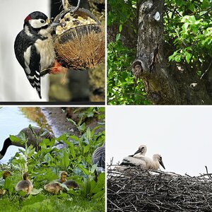 Vögel