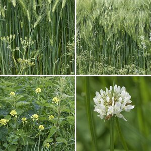 Natur 3.3 Nutzpflanzen