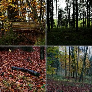 Regentag im Wald