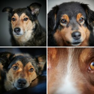 Hunde