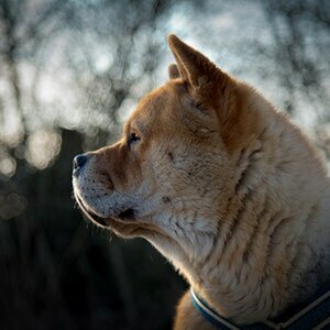 Uli's Album