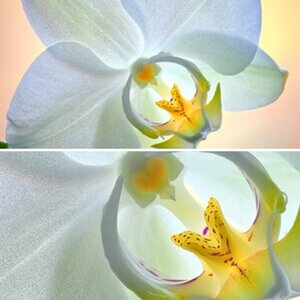 blumen