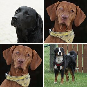 Hunde 06