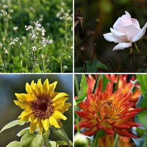 Blumen 2020