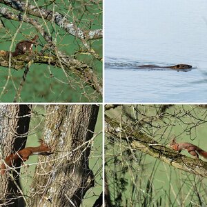Wildlife