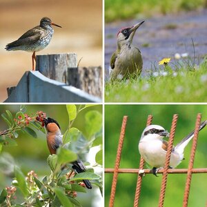 Tierfotografie