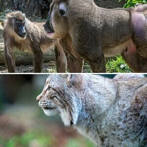 Tiere