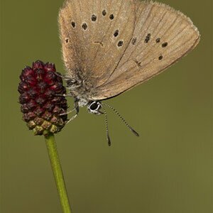 Schmetterlinge