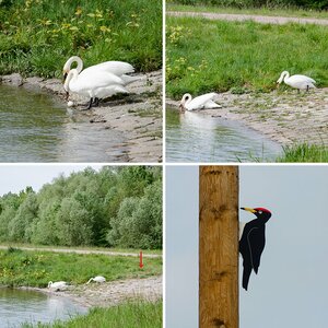 Vögel
