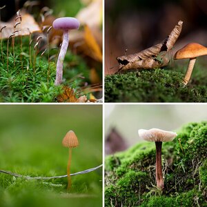 Pilze