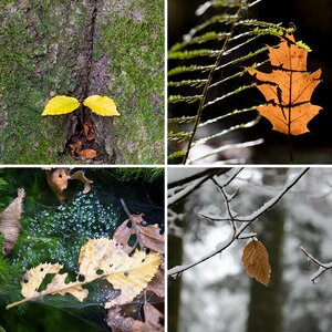 Herbst