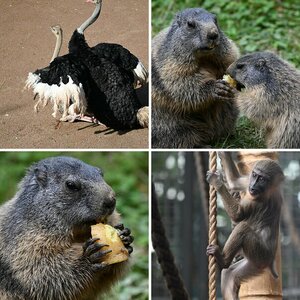 Tiere