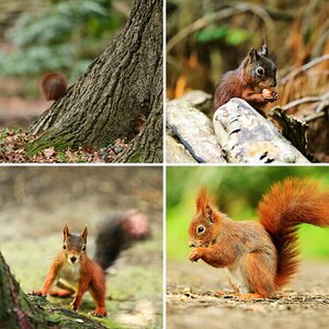 Tierisches