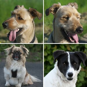 Hunde 07