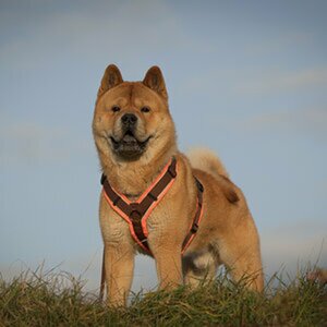 Uli's Album