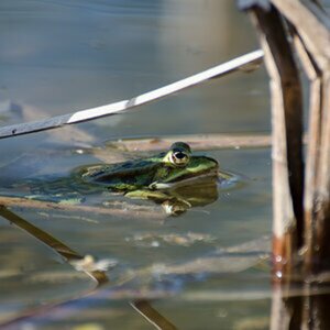 Amphibien