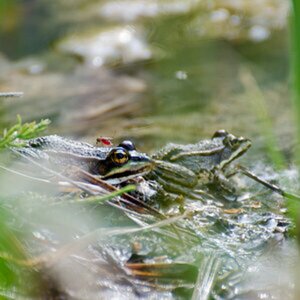 Amphibien