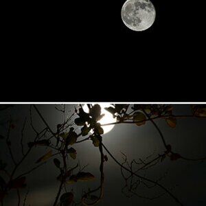 Mond