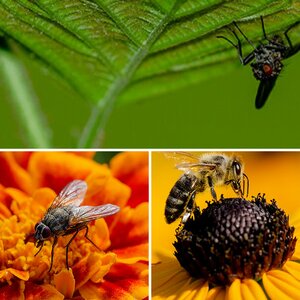 Macro