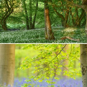 Wald
