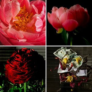 Pflanzen/Blumen