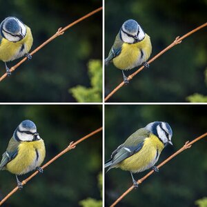 Blaumeise posiert