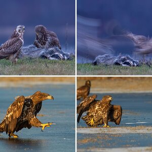 Polen 2016/17