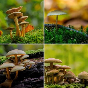 Pilze