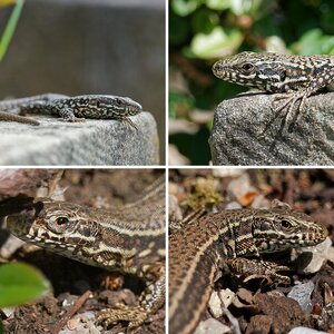 Amphibien und Reptilien