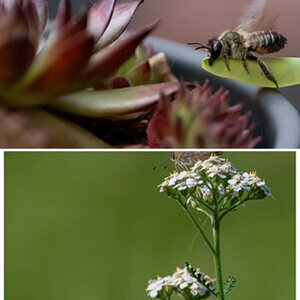 Insekten