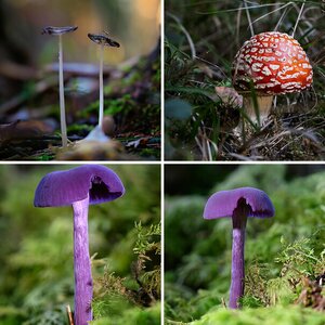 Pilze