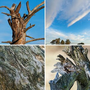 Wald und Holz