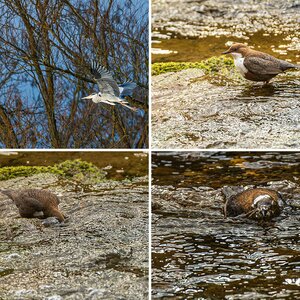 Wasseramsel