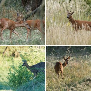 Rehe