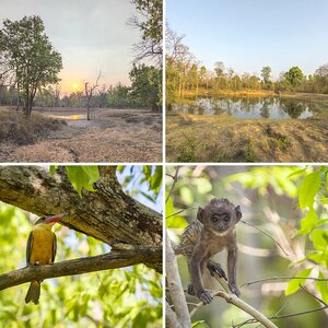 Naturfotografie-Reisebericht Indien