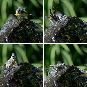 Maise am Brunnen 5.2025