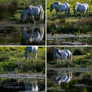 Pferde am Weiher Aug 2025