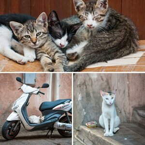 Katzen