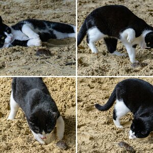 Kaztz und Maus 3.4.2026